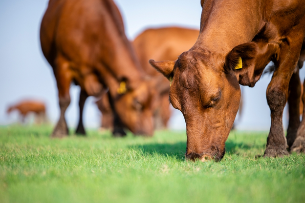 Understand cattle grazing behavior and why it is important