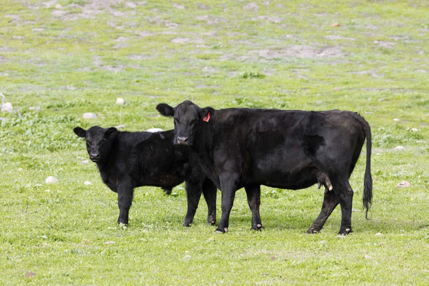 Side view of Black Angus cow and calf
