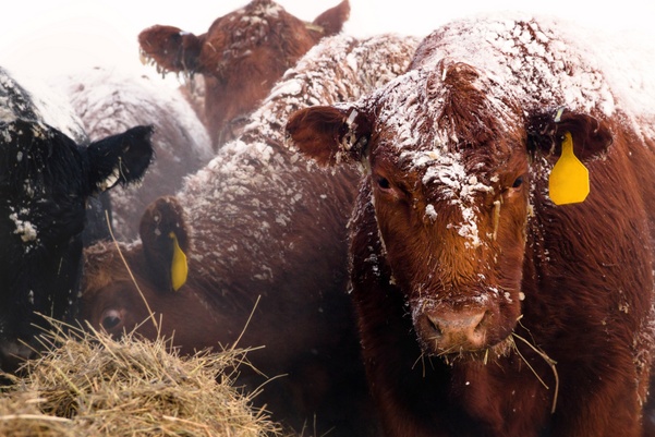 A red Angus cow with snow on her face eating hay in the food line on a cold winter morning