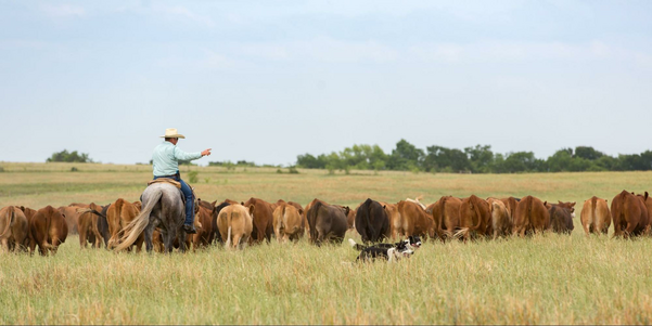 Moving cattle with working dogs