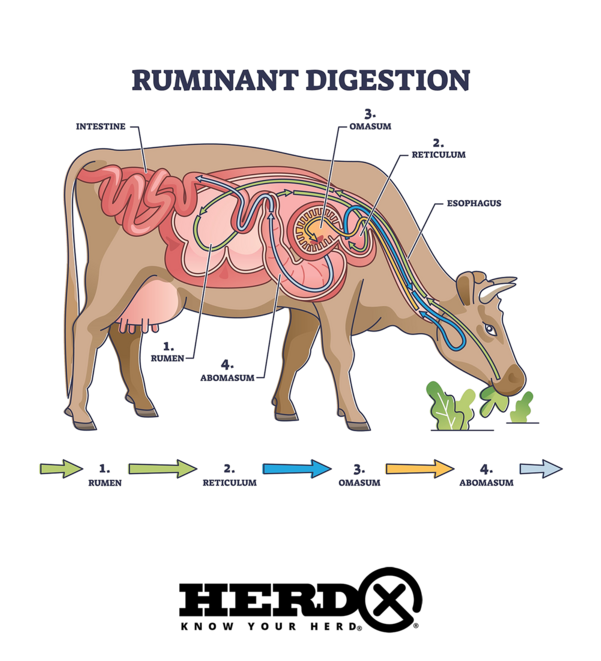 Ruminant digestion system with inner digestive structure outline diagram