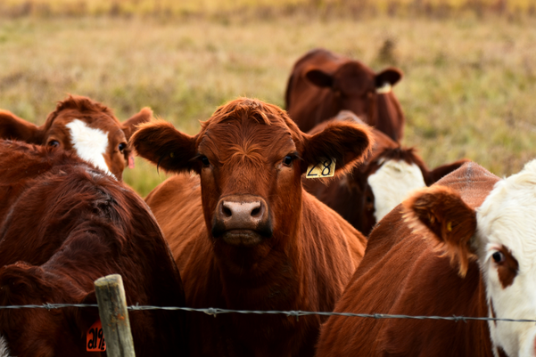 A close up image of red and white faced beef cattle