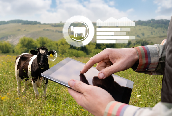 Farmer with tablet computer inspects cows in the pasture