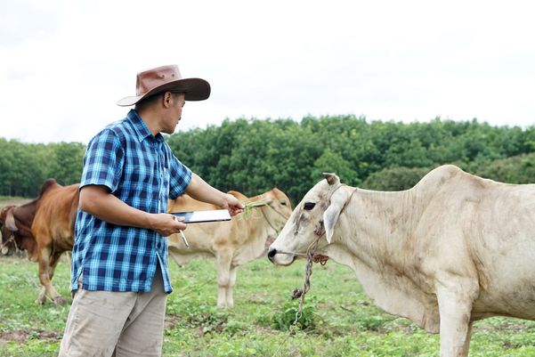 farmer taking care of his cattle and using tablet to record information