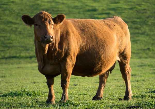 pregnant red angus cow
