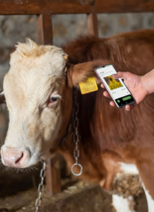 cattle tagged and monitored